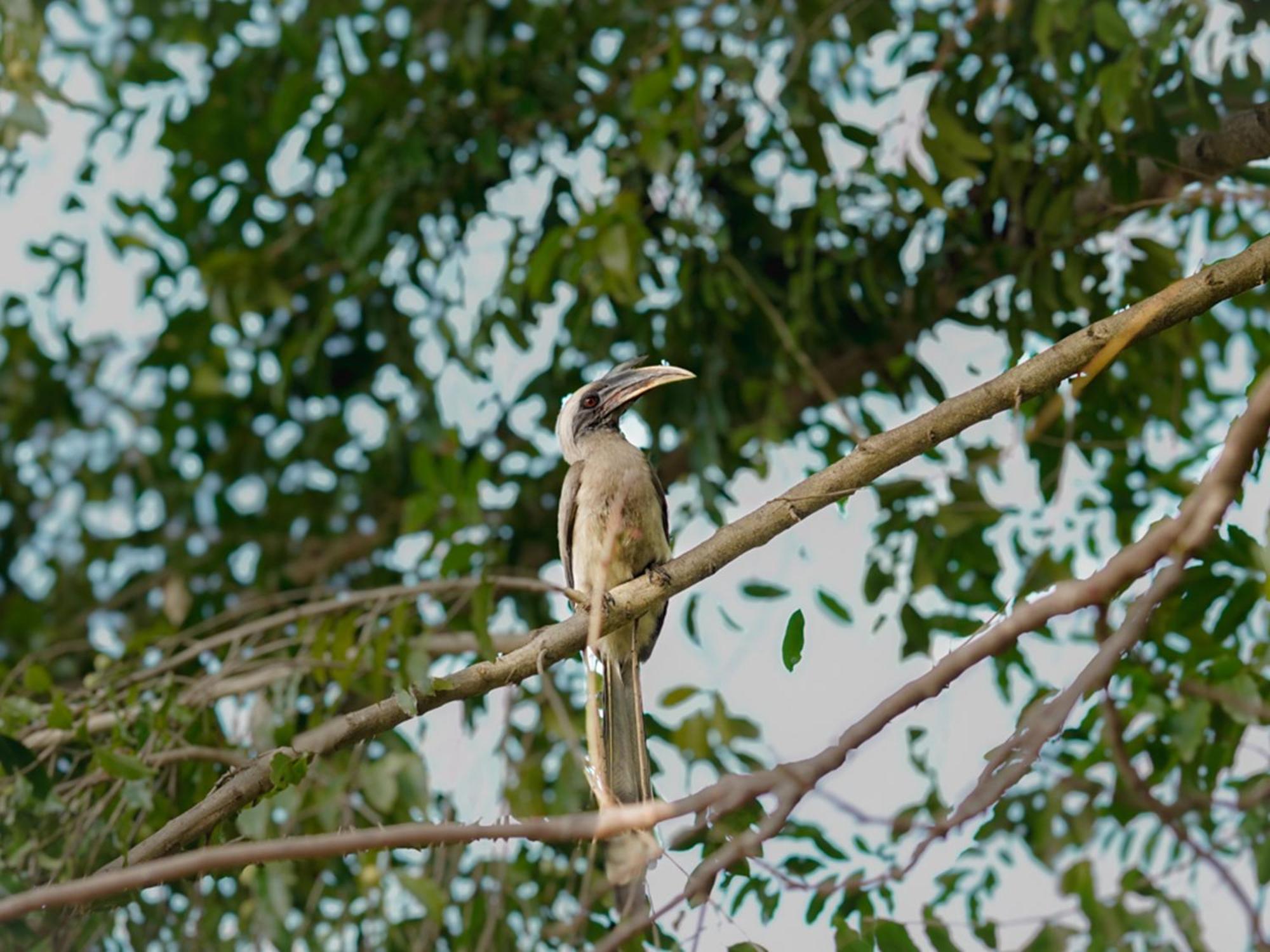 Aahana Resort - Jim Corbett Рамнагар Экстерьер фото
